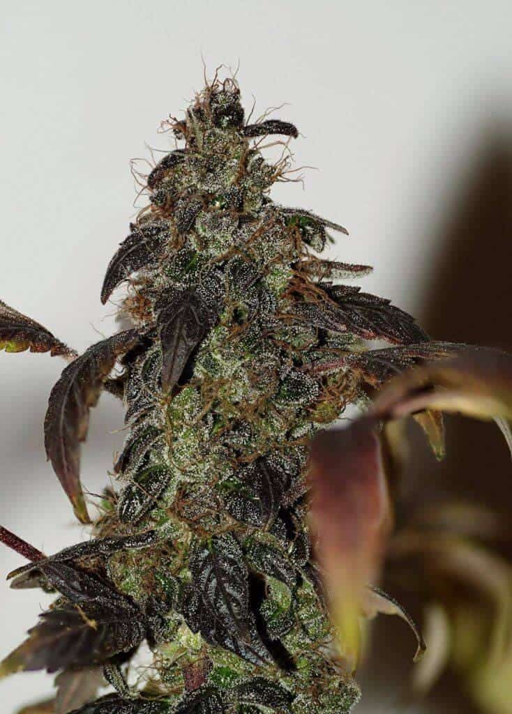 xseedsman reg african buzz 25.jpg.pagespeed.ic .I3W6TDMJGQ1