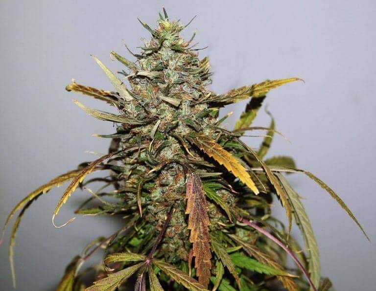 xseedsman reg narkush 3.jpg.pagespeed.ic .pr8owa25qE1