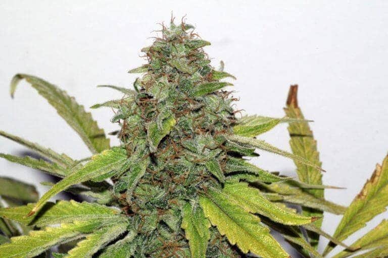 xseedsman reg velvet bud 6.jpg.pagespeed.ic . pyMB9you11