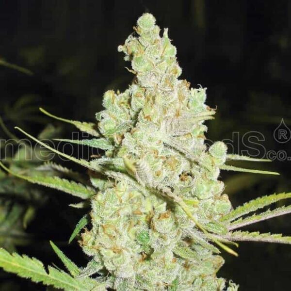 1024 medicalseeds1