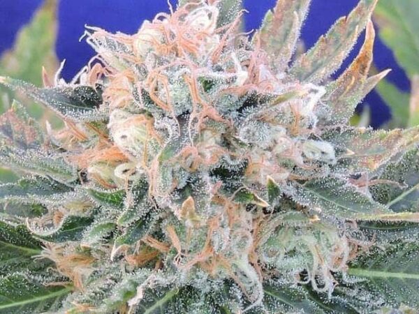 12 auto blueberry ghost og seeds1