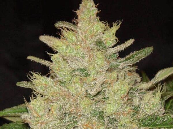 14 blueberry ghost og seeds1