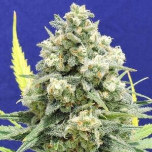 15 white critical seeds1