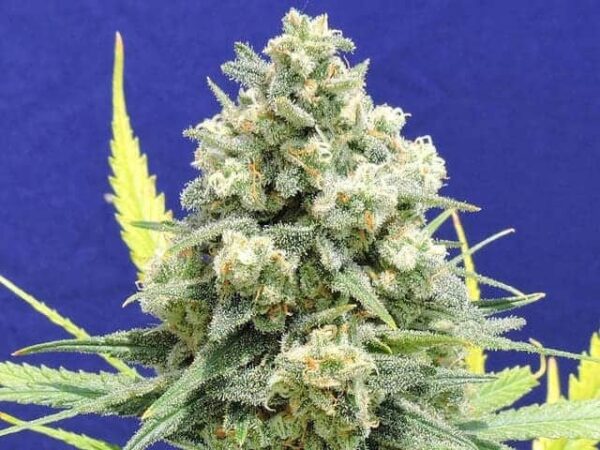 15 white critical seeds1