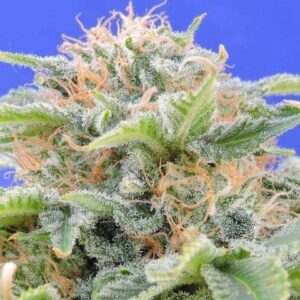 16 black gum seeds1