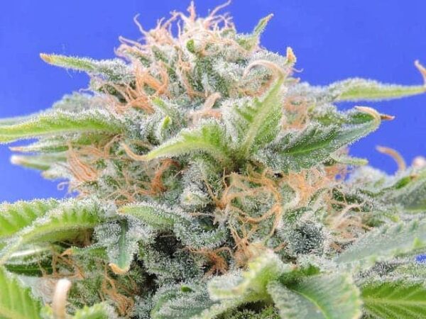 16 black gum seeds1
