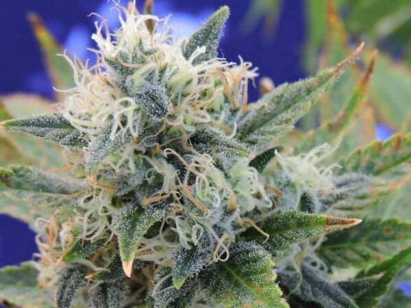 22 girl scout cookies seeds1