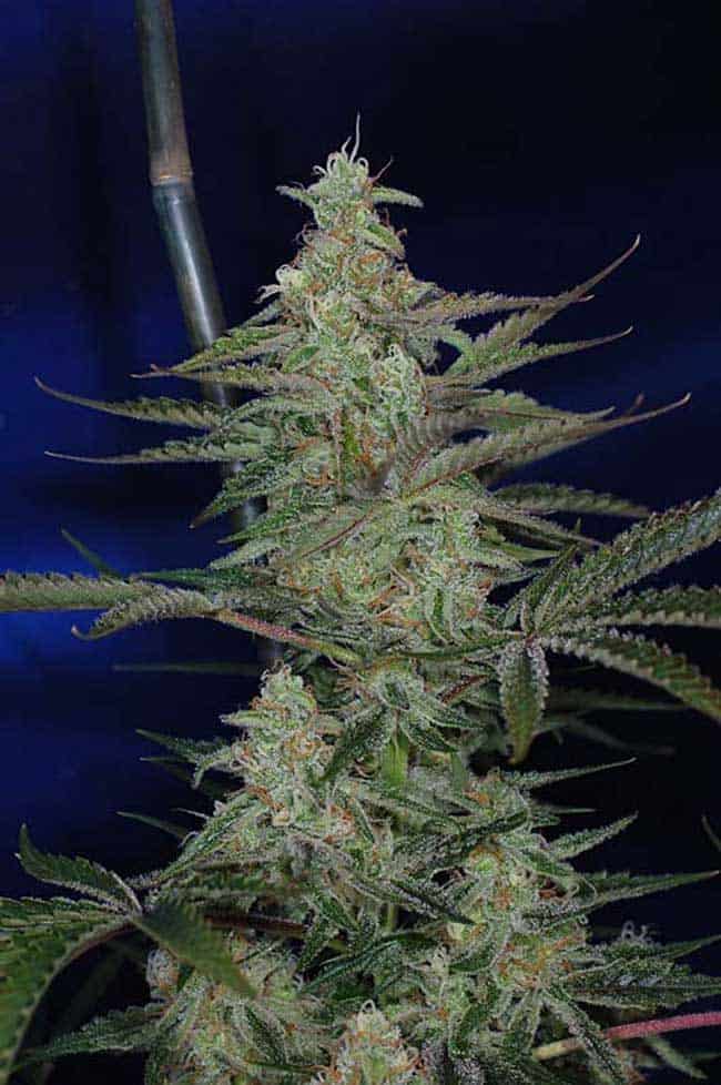 3d 1 large1