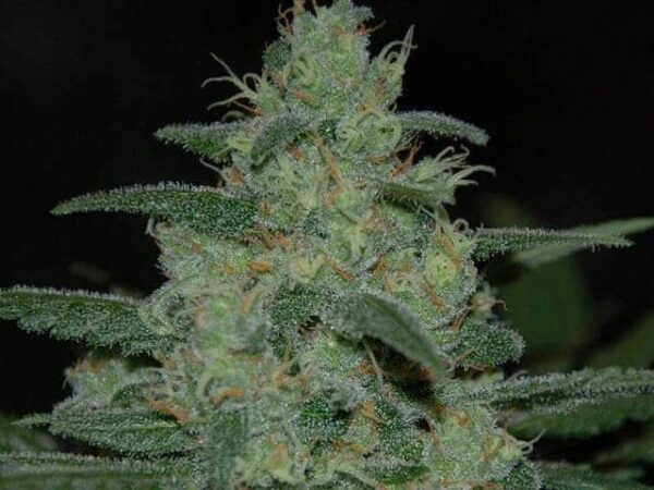 4 pure kush seeds1