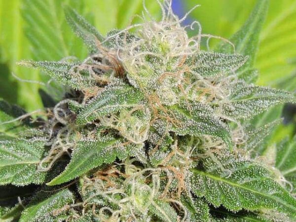5 super lemon haze seeds1