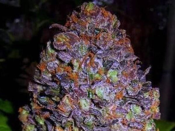 6 purple haze auto seeds1