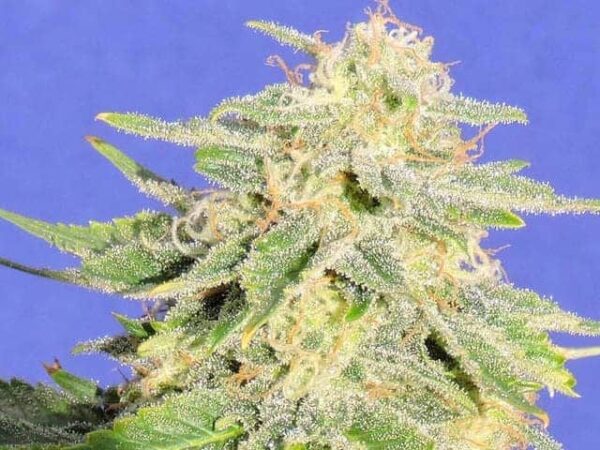7 auto jh seeds1