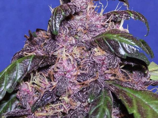 8 auto purple seeds1