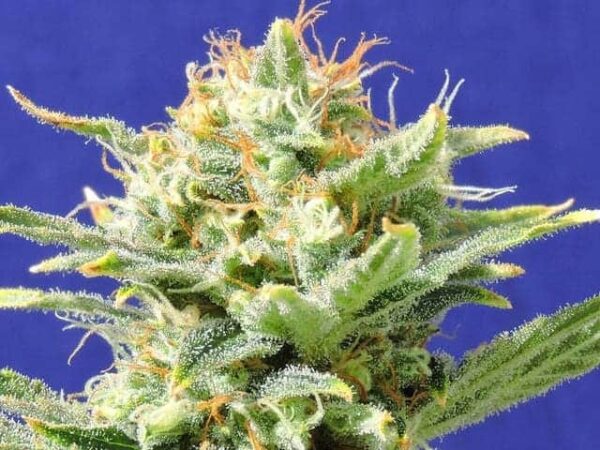 9 auto skunk seeds1