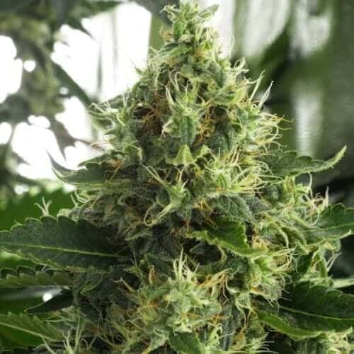 MUJICA GOLD semillas de marihuana feminizadas 500x5001