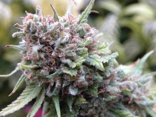 TheCure 41