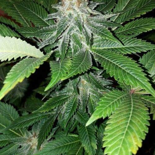 URUWHITE semillas de marihuana feminizadas 500x5001