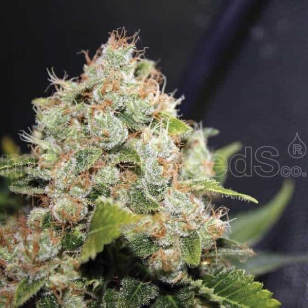 bcn sourdiesel medicalseeds1