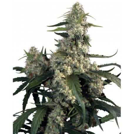 buddha quasar1
