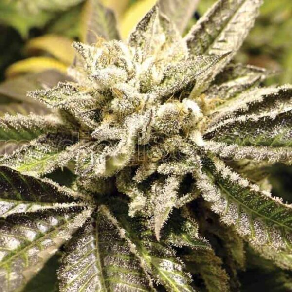 canadian kush medicalseeds1