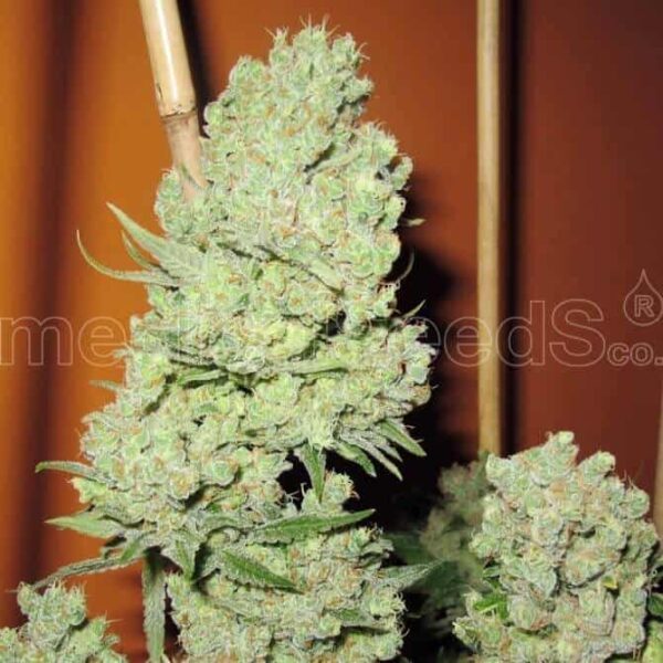 channel medicalseeds1