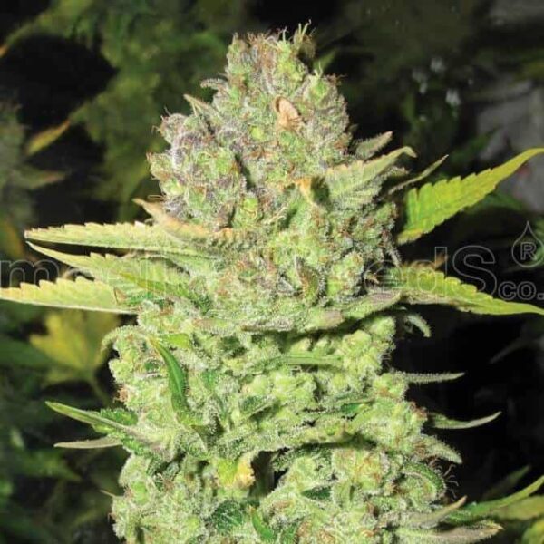 devil fruit medicalseeds1