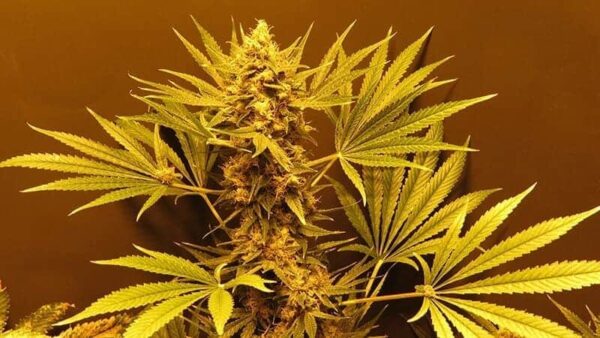 g13haze 11