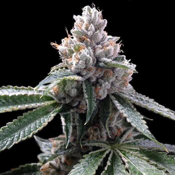 gyo florida lemons1