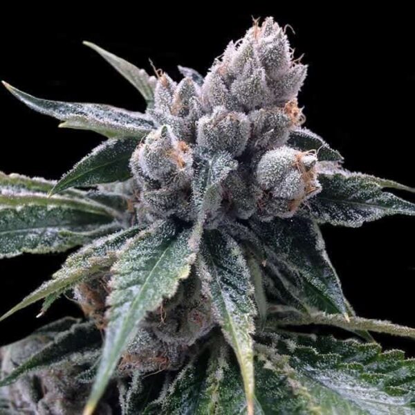 gyo white walker kush1