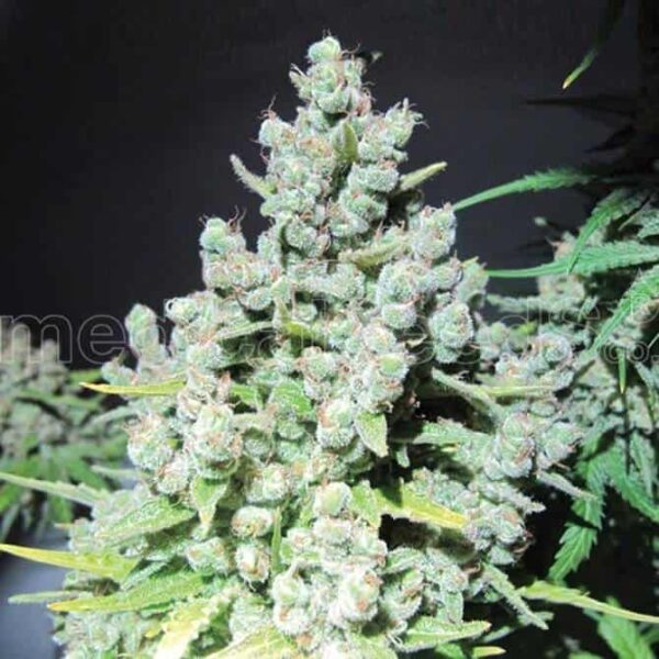 malakoff medicalseeds1