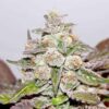 mendocino medicalseeds1