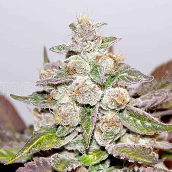 mendocino medicalseeds1