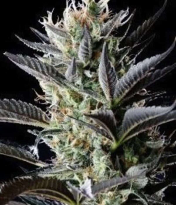 mr nice afghan skunk seeds 5001
