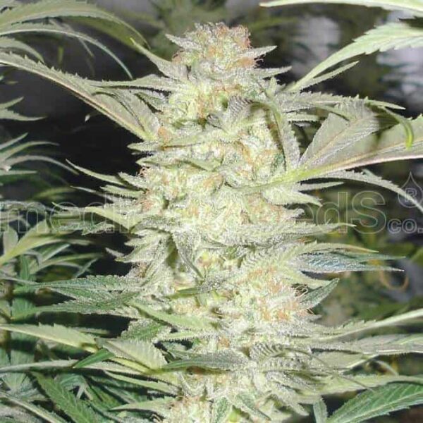 seguimiento completo white widow