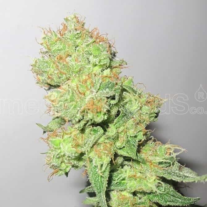 y griega cbd medicalseeds1