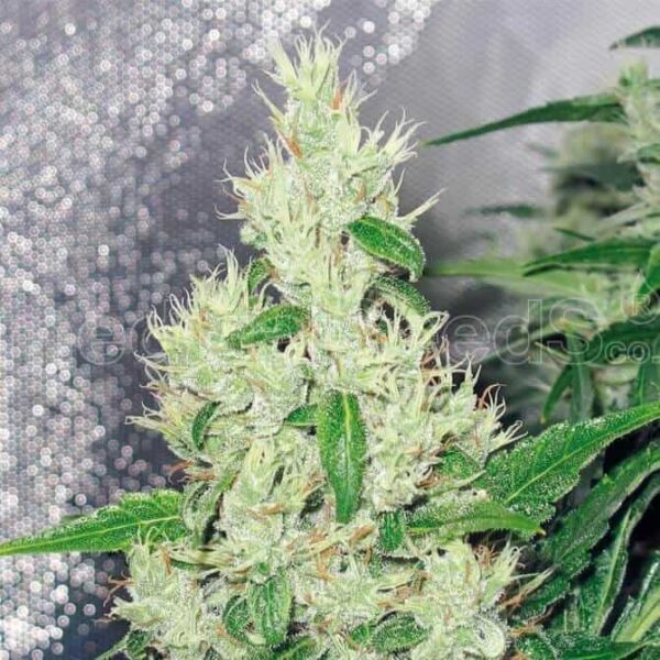 y griega medicalseeds1