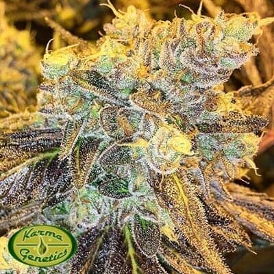 Headstash Choice Karma Genetics1