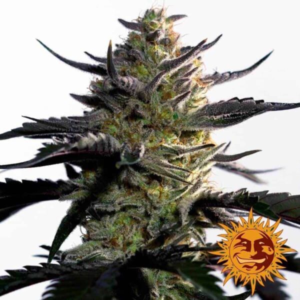 large blueberry og 2 5090031