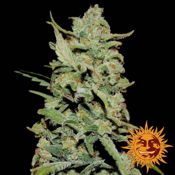 large peyote critical1