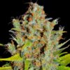 AK 420 F1 FAST VERSION