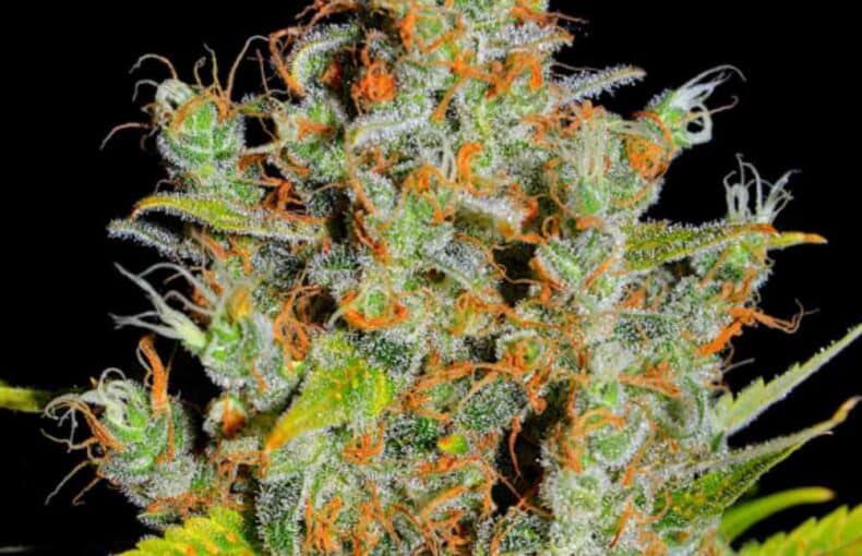 AK 420 F1 FAST VERSION