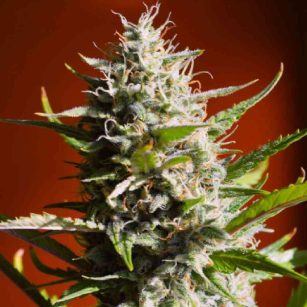 AMNESIA LEMON F1 FAST VERSION
