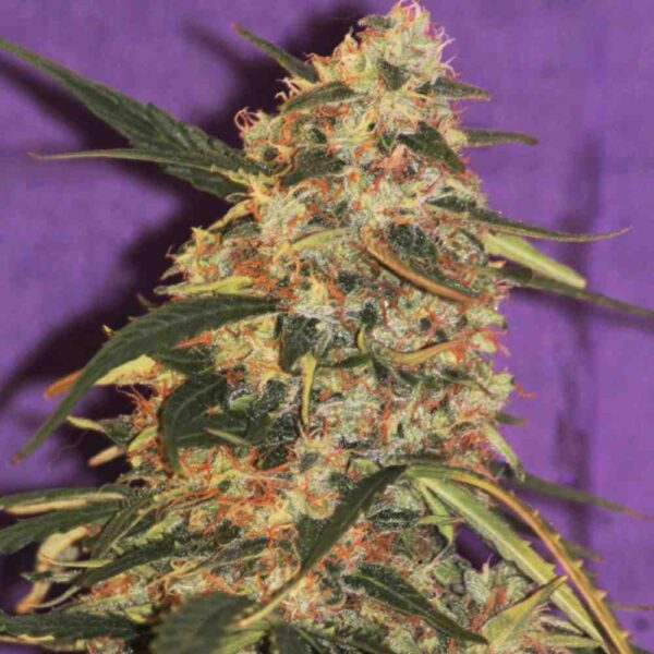 Auto G13