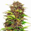 Auto Purple Kush