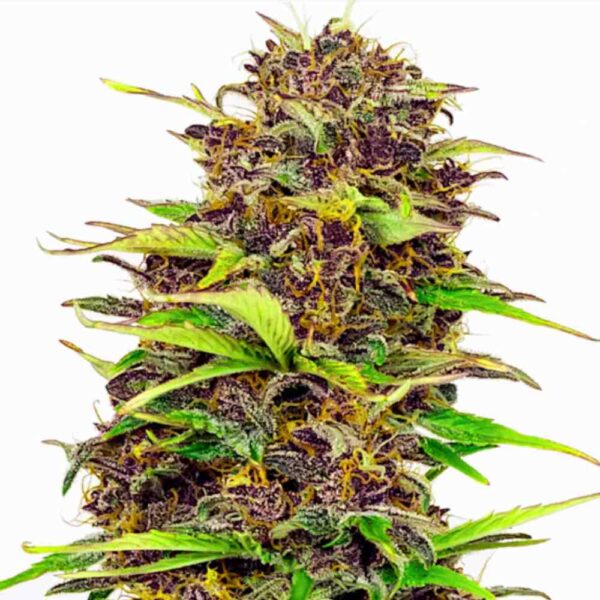 Auto Purple Kush