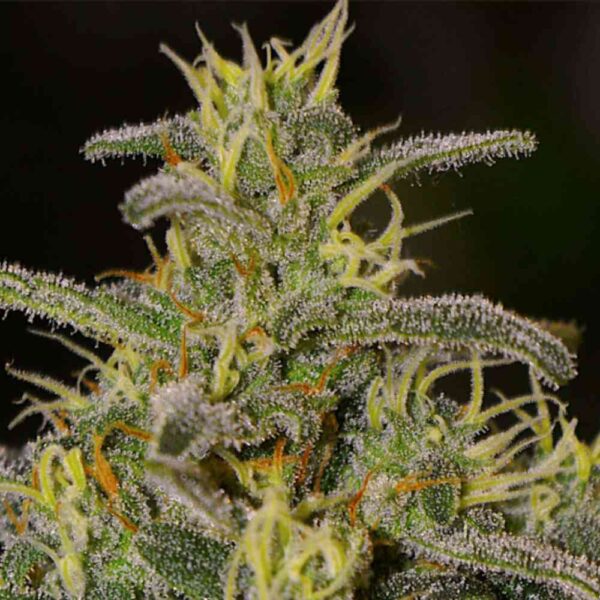Early Skunk x C99