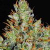 Early Skunk x Northern Lights