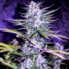 Auto White Widow x Crystal Meth