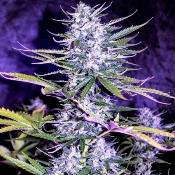 Auto White Widow x Crystal Meth