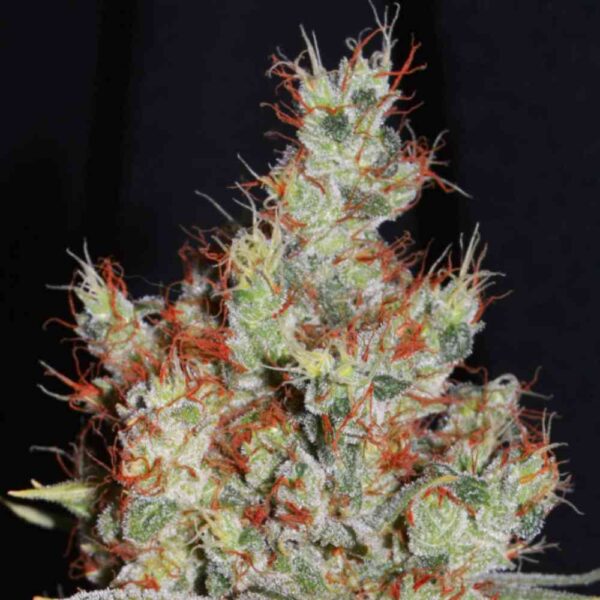 Critical XXL